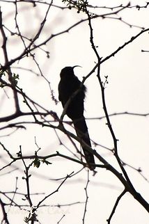 Common Scimitarbill (Rhinopomastus cyanomelas) Taken in March 2015, in Salima, Malawi. Africa,Bucerotiformes,Common scimitarbill,Geotagged,Malawi,Phoeniculidae,Rhinopomastus,Rhinopomastus cyanomelas,Summer,bird,scimitarbill