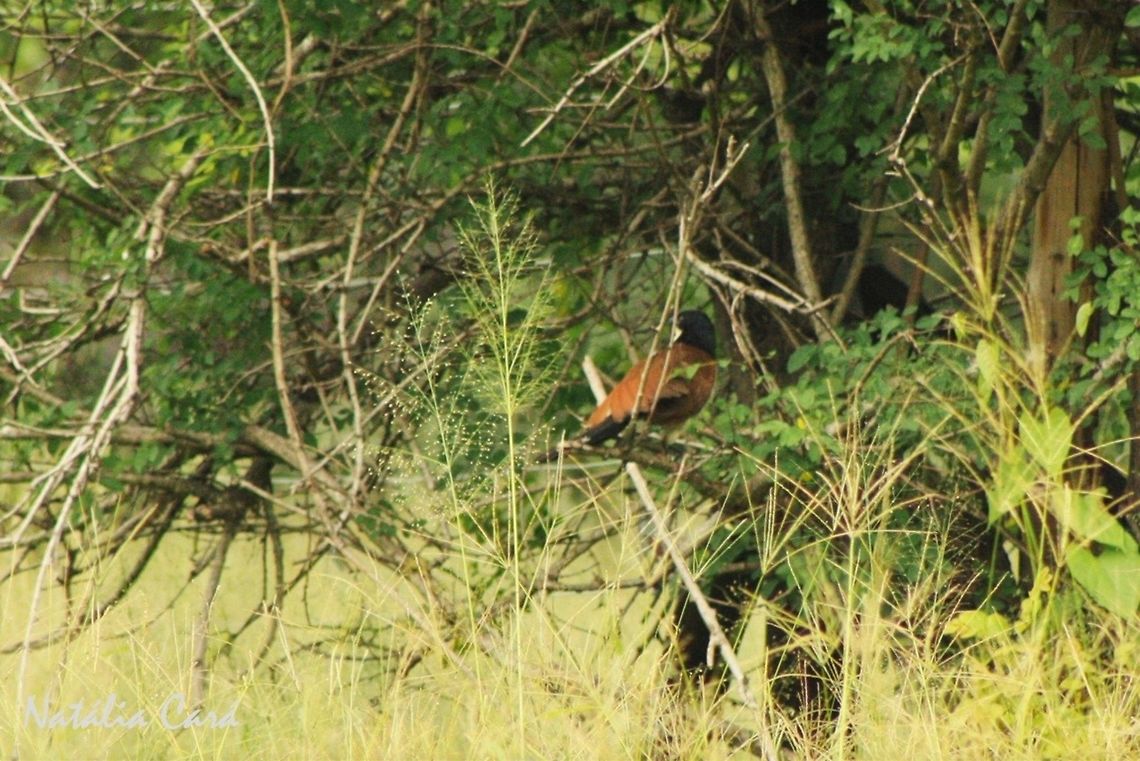 Burchell's Coucal (Centropus burchellii) Contrary to what Wikipedia says, the Burchell's Coucal (Centropus burchellii) and the White-browed Coucal (Centropus superciliosus) are two different species; in fact, the first lacks the characteristic white supercilium that gives the latter it's name.<br />
<br />
Taken in March 2015, in Salima, Malawi. Know as Nkuta, in Chichewa. Centropus burchellii - Burchell's Coucal