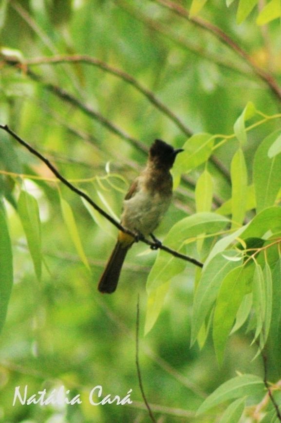 Dark-capped Bulbul (Pycnonotus tricolor) Taken in March 2015, in Salima, Malawi. Africa,Common bulbul,Dark-capped Bulbul,Geotagged,Malawi,Passeriformes,Pycnonotidae,Pycnonotus,Pycnonotus barbatus,Summer,bird,bulbul