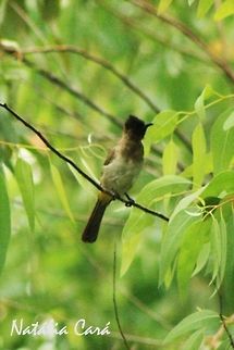 Dark-capped Bulbul (Pycnonotus tricolor) Taken in March 2015, in Salima, Malawi. Africa,Common bulbul,Dark-capped Bulbul,Geotagged,Malawi,Passeriformes,Pycnonotidae,Pycnonotus,Pycnonotus barbatus,Summer,bird,bulbul