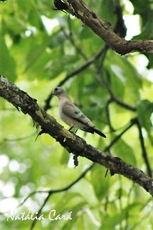 Emerald-spotted Wood-Dove (Turtur chalcospilos) Taken in March 2015, in Salima, Malawi. Africa,Columbidae,Columbiformes,Emerald-spotted wood dove,Geotagged,Malawi,Summer,Turtur,Turtur chalcospilos,Wood-Dove,bird,dove
