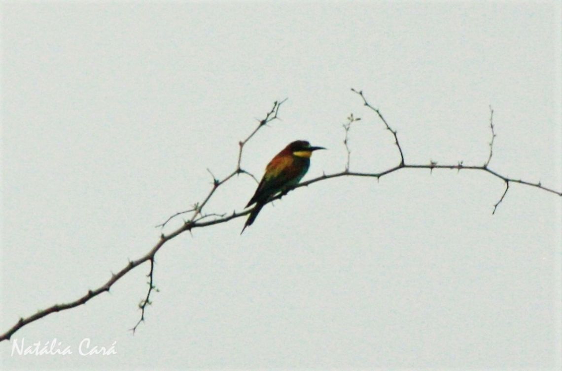 European Bee-eater (Merops apiaster) Taken in March 2015, in Salima, Malawi. Africa,Coraciiformes,European bee-eater,Geotagged,Malawi,Meropidae,Merops,Merops apiaster,Summer,bee-eater,bird