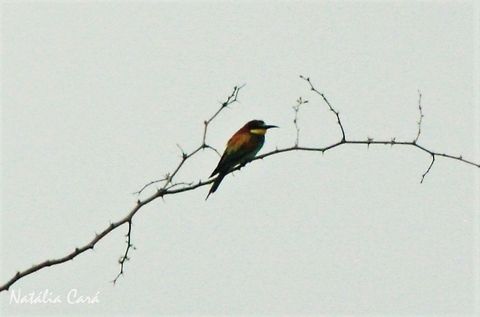 European Bee-eater (Merops apiaster) Taken in March 2015, in Salima, Malawi. Africa,Coraciiformes,European bee-eater,Geotagged,Malawi,Meropidae,Merops,Merops apiaster,Summer,bee-eater,bird