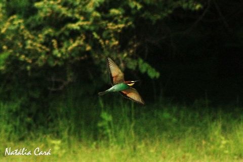 European Bee-eater in flight (Merops apiaster) Taken in March 2015, in Salima, Malawi. Africa,Coraciiformes,European bee-eater,Geotagged,Malawi,Meropidae,Merops,Merops apiaster,Summer,bee-eater,bird