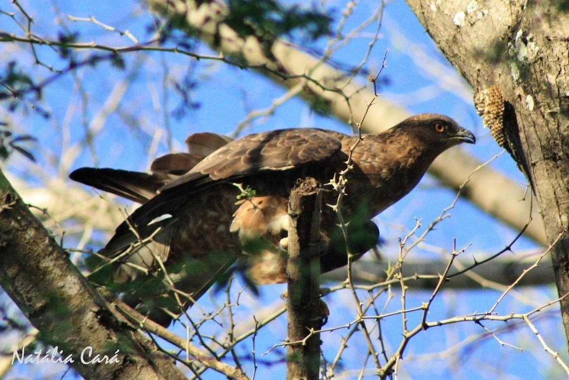 European Honey-Buzzard (Pernis apivorus) Taken in March 2015, in Salima, Malawi. Accipitridae,Accipitriformes,Africa,European honey buzzard,Geotagged,Honey-buzzard,Malawi,Pernis,Pernis apivorus,Summer,bird,buzzard