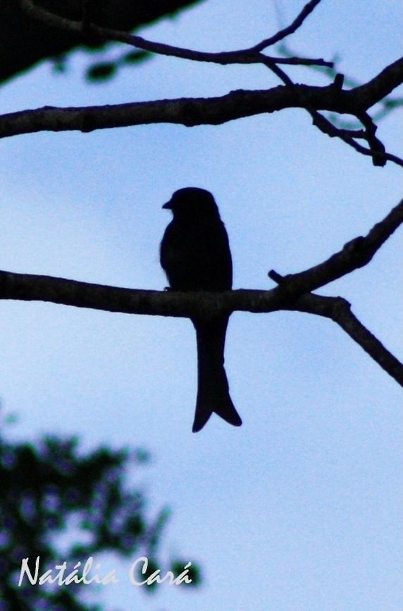 Fork-tailed Drongo (Dicrurus adsimilis) Taken in March 2015, in Salima, Malawi. Known as Nthengu, in Chichewa. Africa,Dicruridae,Dicrurus,Dicrurus adsimilis,Fork-tailed Drongo,Geotagged,Malawi,Passeriformes,Summer,bird,drongo