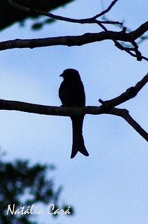 Fork-tailed Drongo (Dicrurus adsimilis) Taken in March 2015, in Salima, Malawi. Known as Nthengu, in Chichewa. Africa,Dicruridae,Dicrurus,Dicrurus adsimilis,Fork-tailed Drongo,Geotagged,Malawi,Passeriformes,Summer,bird,drongo