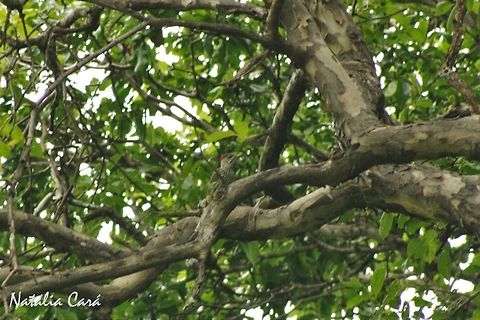 Golden-tailed Woodpecker (Campethera abingoni) Taken in March 2015, in Salima, Malawi. Africa,Campethera,Campethera abingoni,Geotagged,Golden tailed woodpecker,Malawi,Picidae,Piciformes,Summer,bird,woodpecker