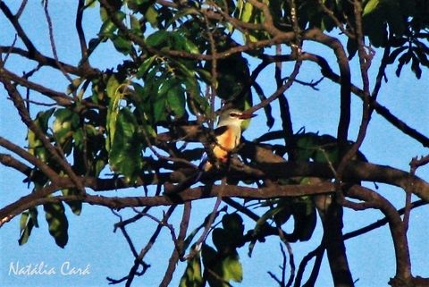 Grey-headed Kingfisher (Halcyon leucocephala) Taken in March 2015, in Salima, Malawi.  Africa,Alcedinidae,Coraciiformes,Geotagged,Grey-headed Kingfisher,Halcyon,Halcyon leucocephala,Halcyoninae,Malawi,Summer,bird,kingfisher