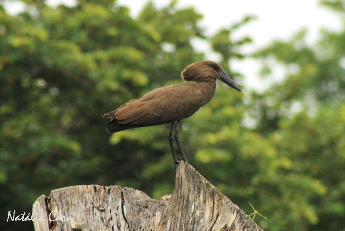 Hamerkop (Scopus umbretta) Taken in March 2015, in Salima, Malawi. Africa,Geotagged,Hamerkop,Malawi,Pelecaniformes,Scopidae,Scopus,Scopus umbretta,Summer,bird