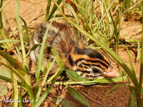 Helmeted Guineafowl Chick (Numida meleagris) Taken in February 2015, in Lilongwe, Malawi. Known as Nkhanga, in Chichewa. Africa,Galliformes,Geotagged,Helmeted Guineafowl,Malawi,Numida,Numida meleagris,Numididae,Summer,baby animal,bird,chick,guineafowl