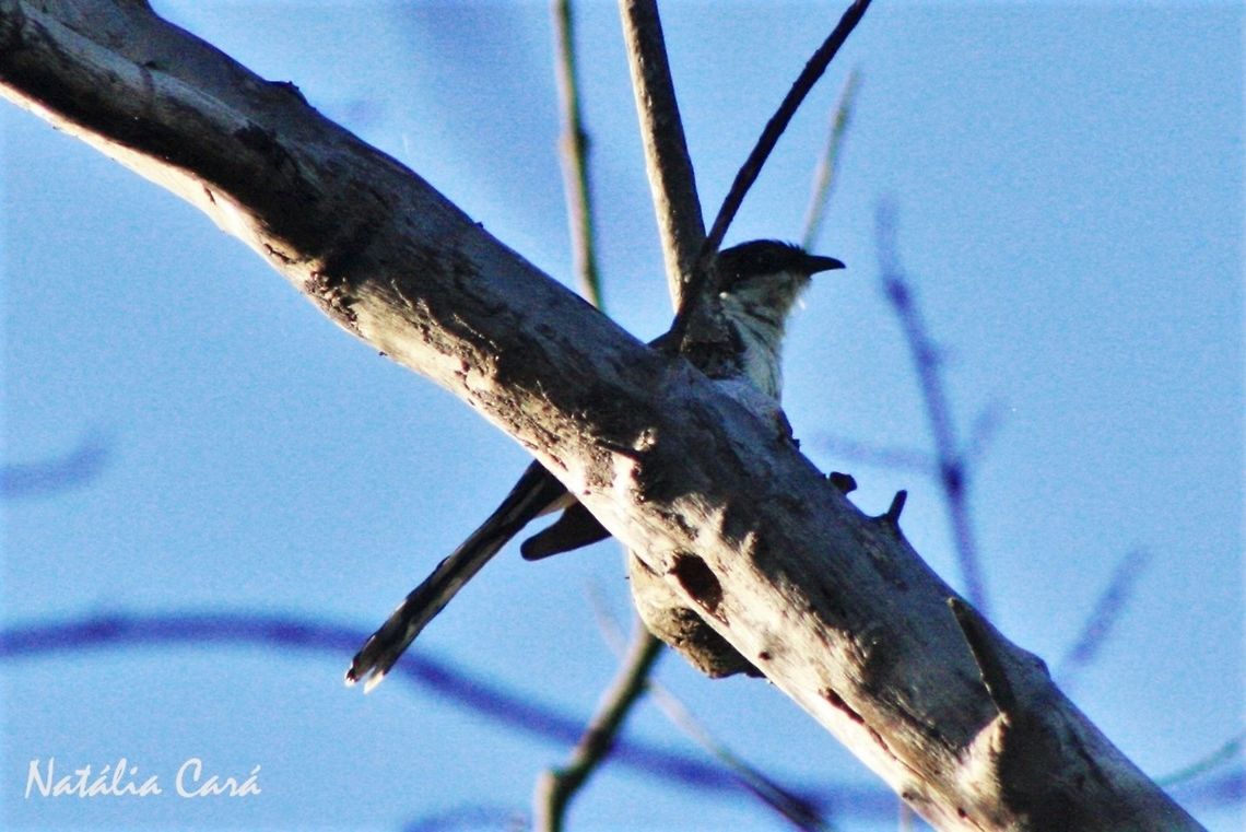 Jacobin Cuckoo (Clamator jacobinus) Taken in March 2015, in Salima, Malawi.  Africa,Clamator,Clamator jacobinus,Cuculidae,Cuculiformes,Geotagged,Jacobin cuckoo,Malawi,Summer,bird,cuckoo