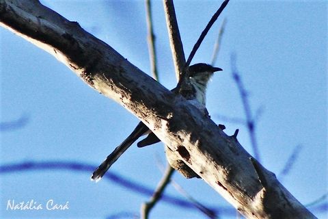 Jacobin Cuckoo (Clamator jacobinus) Taken in March 2015, in Salima, Malawi.  Africa,Clamator,Clamator jacobinus,Cuculidae,Cuculiformes,Geotagged,Jacobin cuckoo,Malawi,Summer,bird,cuckoo