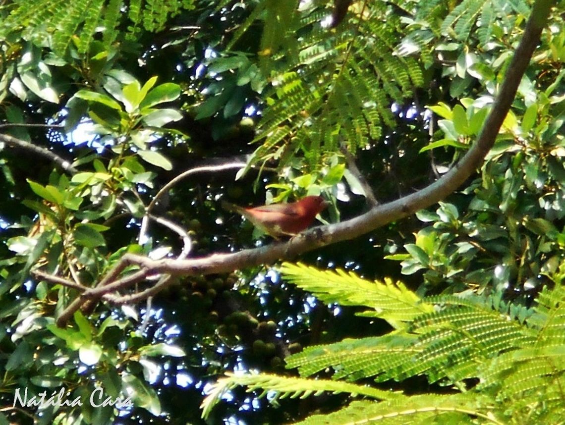 Jameson's Firefinch (Lagonosticta rhodopareia) Taken in March 2015, in Salima, Malawi. Africa,Estrildidae,Geotagged,Lagonosticta,Lagonosticta rhodopareia,Malawi,Passeriformes,Summer,bird,firefinch,jameson's firefinch