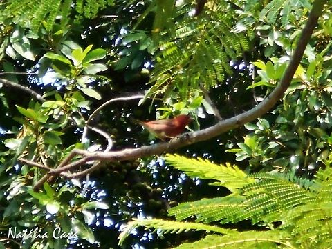 Jameson's Firefinch (Lagonosticta rhodopareia) Taken in March 2015, in Salima, Malawi. Africa,Estrildidae,Geotagged,Lagonosticta,Lagonosticta rhodopareia,Malawi,Passeriformes,Summer,bird,firefinch,jameson's firefinch
