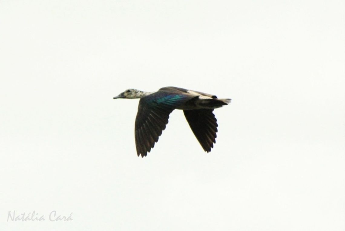 Female Comb Duck (Sarkidiornis melanotos) Also known as Knob-billed Duck. Taken in March 2015, in Salima, Malawi.  Africa,Anatidae,Anseriformes,Comb Duck,Geotagged,Knob-billed duck,Malawi,Sarkidiornis,Sarkidiornis melanotos,Summer,bird,duck,female