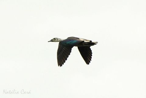 Female Comb Duck (Sarkidiornis melanotos) Also known as Knob-billed Duck. Taken in March 2015, in Salima, Malawi.  Africa,Anatidae,Anseriformes,Comb Duck,Geotagged,Knob-billed duck,Malawi,Sarkidiornis,Sarkidiornis melanotos,Summer,bird,duck,female