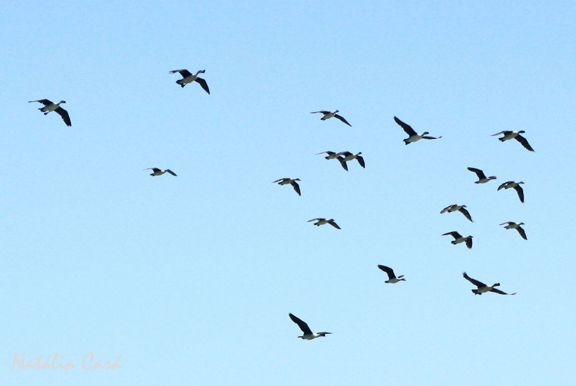 Comb Duck Flock (Sarkidiornis melanotos) Also known as Knob-billed Duck. Taken in March 2015, in Salima, Malawi.  Africa,Anatidae,Anseriformes,Comb Duck,Geotagged,Knob-billed duck,Malawi,Sarkidiornis,Sarkidiornis melanotos,Summer,bird,duck,flock