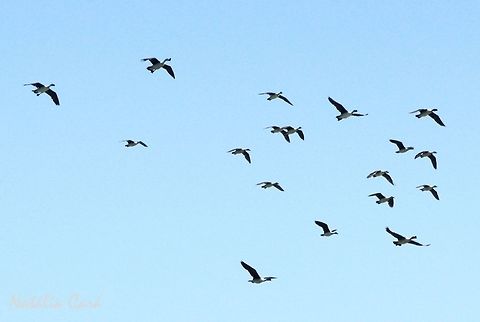 Comb Duck Flock (Sarkidiornis melanotos) Also known as Knob-billed Duck. Taken in March 2015, in Salima, Malawi.  Africa,Anatidae,Anseriformes,Comb Duck,Geotagged,Knob-billed duck,Malawi,Sarkidiornis,Sarkidiornis melanotos,Summer,bird,duck,flock