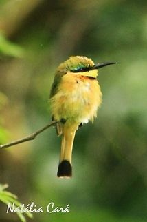 Little Bee-eater (Merops pusillus) Taken in March 2015, in Salima, Malawi. Known as Fulagombe, in Chichewa. Africa,Coraciiformes,Geotagged,Little Bee-eater,Malawi,Meropidae,Merops,Merops pusillus,Summer,bee-eater,bird