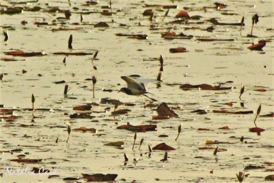 Long-toed Lapwing (Vanellus crassirostris) Taken in March 2015, in Salima, Malawi. Africa,Charadriidae,Charadriiformes,Geotagged,Long-toed lapwing,Malawi,Summer,Vanellus,Vanellus crassirostris,bird,lapwing
