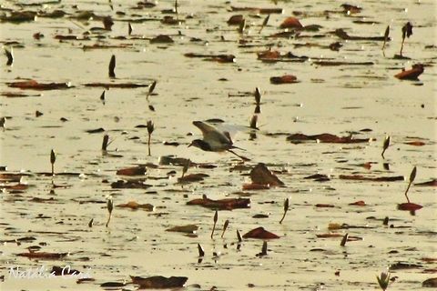 Long-toed Lapwing (Vanellus crassirostris) Taken in March 2015, in Salima, Malawi. Africa,Charadriidae,Charadriiformes,Geotagged,Long-toed lapwing,Malawi,Summer,Vanellus,Vanellus crassirostris,bird,lapwing