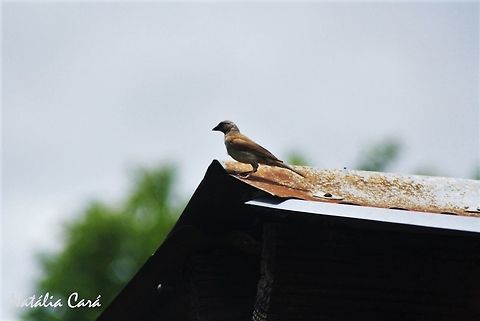 Northern Grey-headed Sparrow (Passer griseus) Taken in March 2015, in Salima, Malawi. Africa,Geotagged,Malawi,Northern grey-headed sparrow,Passer,Passer griseus,Passeridae,Passeriformes,Summer,bird,passerine,sparrow