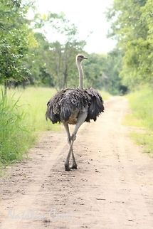 Female Common Ostrich (Struthio camelus) Taken in March 2015, in Salima, Malawi.  Africa,Common Ostrich,Flightless birds,Geotagged,Malawi,Ostrich,Struthio,Struthio camelus,Struthionidae,Struthioniformes,bird