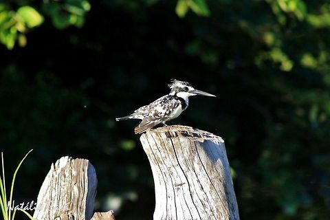 Pied Kingfisher (Ceryle rudis) Taken in March 2015, in Salima, Malawi. Known as Tembo, in Chichewa. Africa,Alcedinidae,Ceryle,Ceryle rudis,Cerylinae,Coraciiformes,Geotagged,Malawi,Pied Kingfisher,Summer,bird,kingfisher