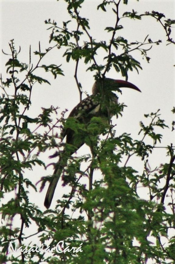 Southern Red-billed Hornbill (Tockus erythrohynchus) Taken in March 2015, in Salima, Malawi. Africa,Bucerotidae,Bucerotiformes,Bucerotinae,Geotagged,Malawi,Southern red-billed hornbill,Summer,Tockus,Tockus rufirostris,bird,hornbill