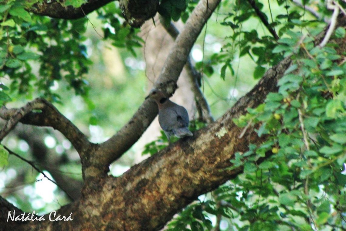 Red-eyed Dove (Streptopelia semitorquata) Taken in March 2015, in Salima, Malawi. Known as Njiwadhiti, in Chichewa. Africa,Columbidae,Columbiformes,Geotagged,Malawi,Red-eyed dove,Streptopelia,Streptopelia semitorquata,Summer,bird,dove