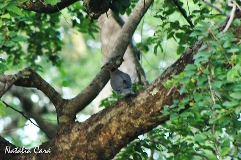 Red-eyed Dove (Streptopelia semitorquata) Taken in March 2015, in Salima, Malawi. Known as Njiwadhiti, in Chichewa. Africa,Columbidae,Columbiformes,Geotagged,Malawi,Red-eyed dove,Streptopelia,Streptopelia semitorquata,Summer,bird,dove