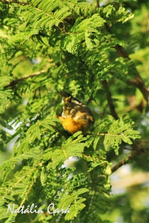 Female Red-headed Weaver (Anaplectes melanotis) Taken in March 2015, in Salima, Malawi. Known as Conko, in Chichewa. Africa,Anaplectes,Anaplectes rubriceps,Geotagged,Malawi,Passeriformes,Ploceidae,Red-headed weaver,Summer,bird,passerine,weaver