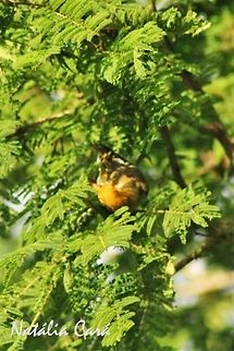 Female Red-headed Weaver (Anaplectes melanotis) Taken in March 2015, in Salima, Malawi. Known as Conko, in Chichewa. Africa,Anaplectes,Anaplectes rubriceps,Geotagged,Malawi,Passeriformes,Ploceidae,Red-headed weaver,Summer,bird,passerine,weaver