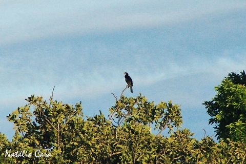 Reed Cormorant (Phalacrocorax africanus) Reed Cormorant with breeding plumage. Taken in March 2015, in Salima, Malawi. Africa,Geotagged,Malawi,Microcarbo africanus,Phalacrocoracidae,Phalacrocorax africanus,Reed cormorant,Suliformes,Summer,bird,breeding plumage,cormorant
