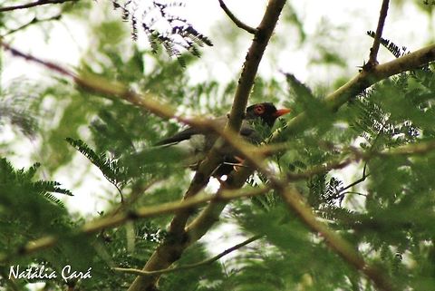 Retz's Helmet-Shrike (Prionops retzii) Taken in March 2015, in Salima, Malawi. Africa,Geotagged,Helmet-Shrike,Malawi,Passeriformes,Prionopidae,Prionops,Prionops retzii,Retzs helmetshrike,Summer,bird