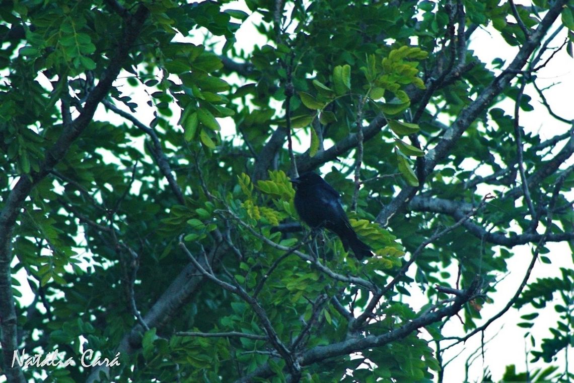 Southern Black Flycatcher (Melaenornis pammelaina) Taken in March 2015, in Salima, Malawi. Africa,Geotagged,Malawi,Melaenornis,Melaenornis pammelaina,Muscicapidae,Passeriformes,Southern black flycatcher,Summer,bird,black bird,flycatcher,passerines