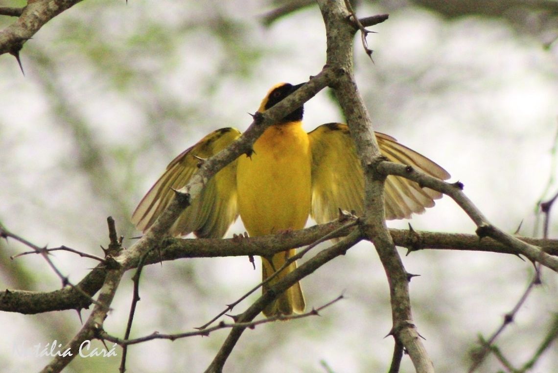 Male Southern Masked Weaver (Ploceus velatus) Taken in March 2015, in Salima, Malawi. Known as Conko, in Chichewa. Africa,Geotagged,Malawi,Passeriformes,Ploceidae,Ploceus,Ploceus velatus,Southern masked weaver,Summer,bird,male,passerine,weaver