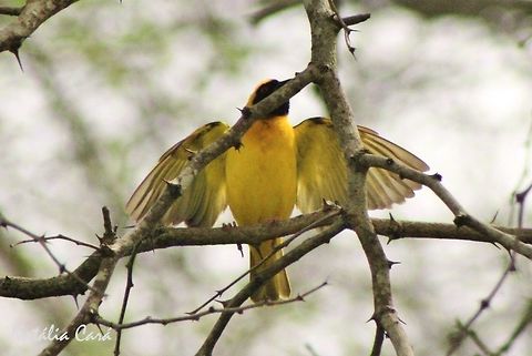 Male Southern Masked Weaver (Ploceus velatus) Taken in March 2015, in Salima, Malawi. Known as Conko, in Chichewa. Africa,Geotagged,Malawi,Passeriformes,Ploceidae,Ploceus,Ploceus velatus,Southern masked weaver,Summer,bird,male,passerine,weaver