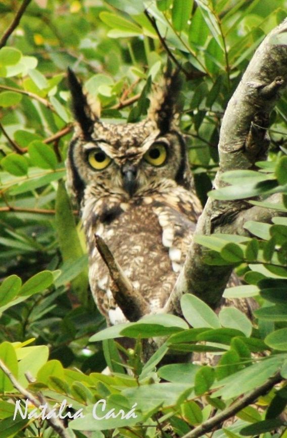 Spotted Eagle-Owl (Bubo africanus) Taken in March 2015, in Salima, Malawi. Known as Kadzidzi, in Chichewa. Africa,Bubo,Bubo africanus,Geotagged,Malawi,Spotted Eagle-Owl,Strigidae,Strigiformes,Summer,bird,birds of prey,eagle-owl,owl,raptor
