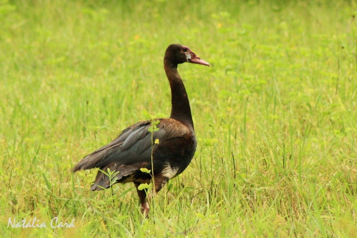 Spur-winged Goose (Plectropterus gambensis) Taken in March 2015, in Salima, Malawi. Known as Tsekwe, in Chichewa. Africa,Anatidae,Anseriformes,Geotagged,Malawi,Plectropterus,Plectropterus gambensis,Spur-winged goose,Summer,bird,goose