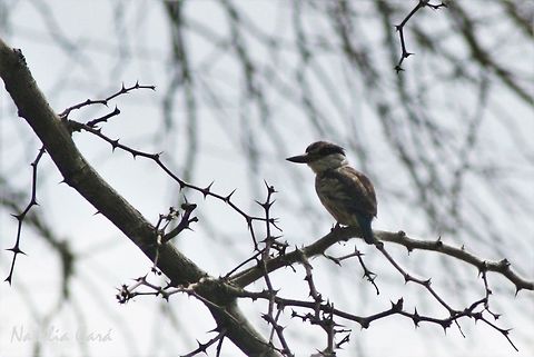 Striped Kingfisher (Halcyon chelicuti) Taken in March 2015, in Salima, Malawi. Africa,Alcedinidae,Coraciiformes,Geotagged,Halcyon,Halcyon chelicuti,Halcyoninae,Malawi,Summer,bird,kingfisher,striped kingfisher