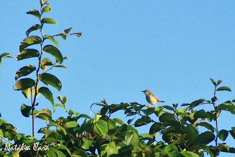 Tawny-flanked Prinia (Prinia subflava) Taken in March 2015, in Salima, Malawi. Africa,Cisticolidae,Geotagged,Malawi,Passeriformes,Prinia,Prinia subflava,Summer,Tawny-flanked prinia,bird,passerine