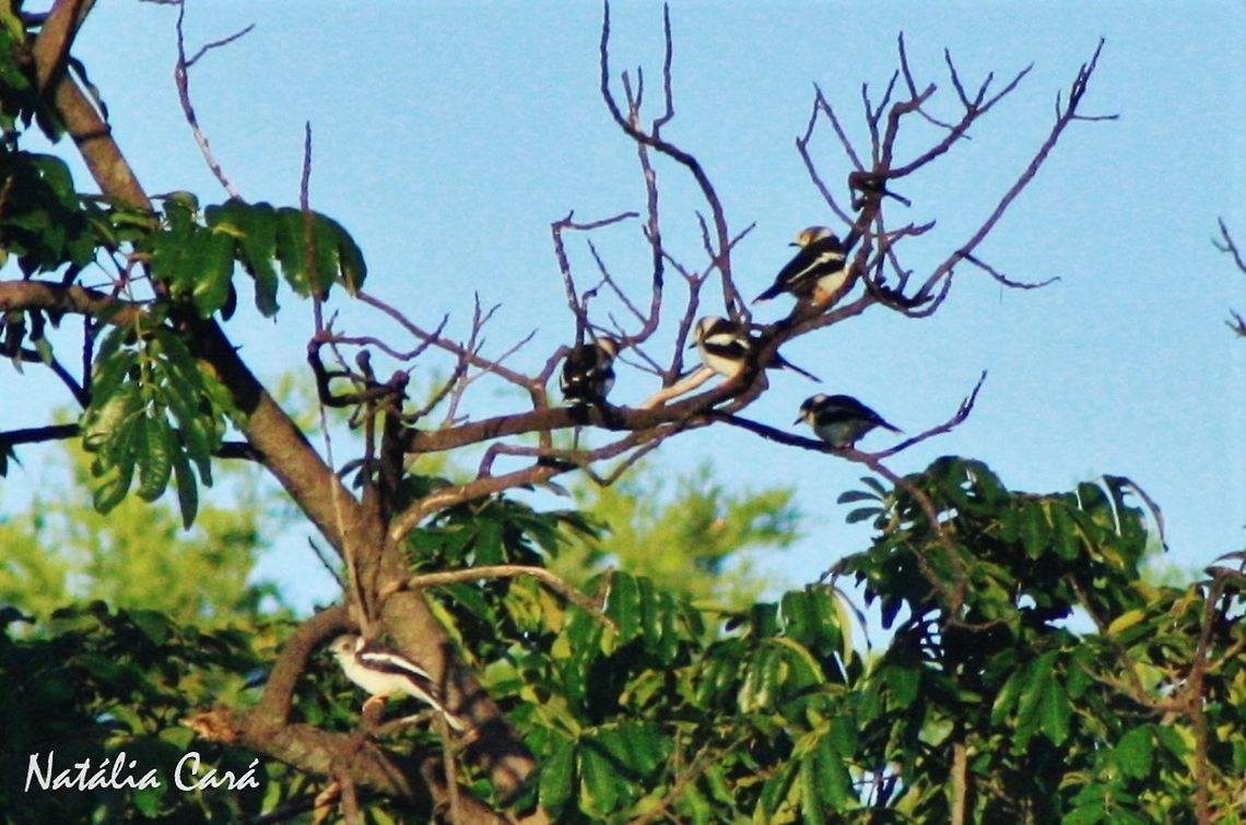 White-crested Helmet-Shrike (Prionops plumatus) Taken in March 2015, in Salima, Malawi. Africa,Geotagged,Helmet-Shrike,Malawi,Passeriformes,Prionopidae,Prionops,Prionops plumatus,Summer,White-crested helmetshrike,bird,passerine