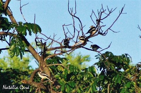 White-crested Helmet-Shrike (Prionops plumatus) Taken in March 2015, in Salima, Malawi. Africa,Geotagged,Helmet-Shrike,Malawi,Passeriformes,Prionopidae,Prionops,Prionops plumatus,Summer,White-crested helmetshrike,bird,passerine