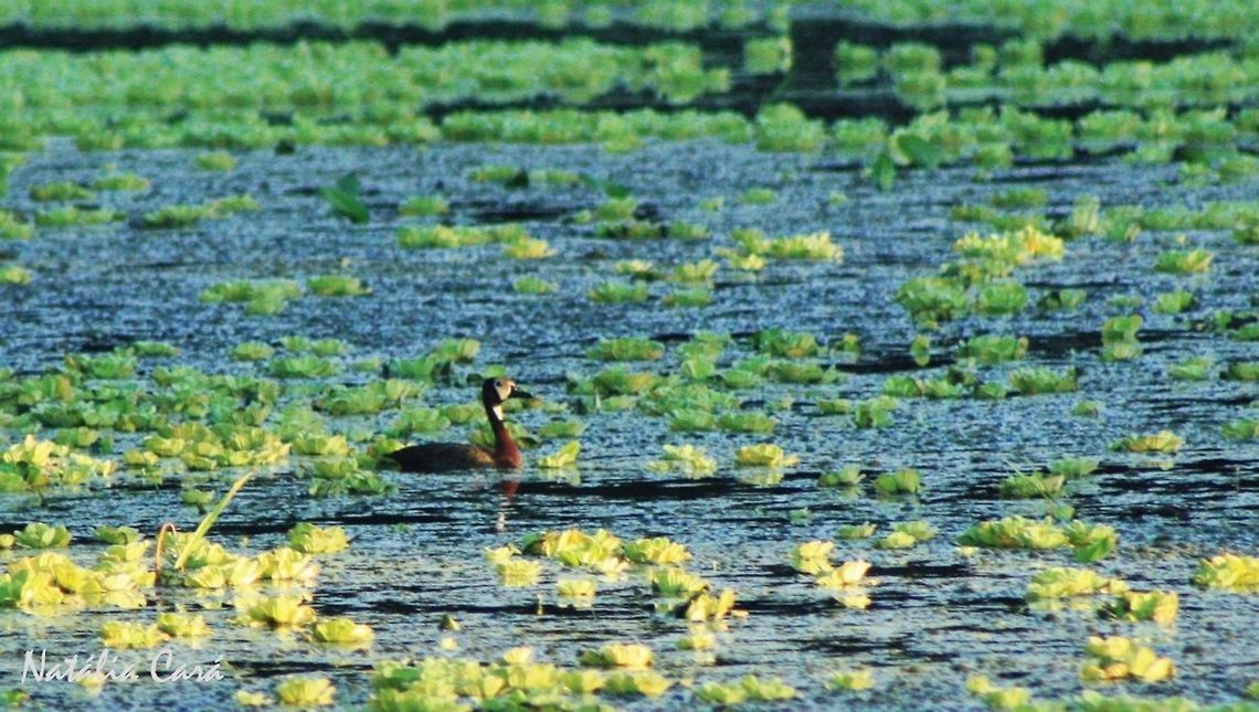 White-faced Whistling Duck (Dendrocygna viduata) Taken in March 2015, in Salima, Malawi. Known as Zipiyo, in Chichewa. Africa,Anatidae,Anseriformes,Dendrocygna,Dendrocygna viduata,Geotagged,Malawi,Summer,White-faced Whistling Duck,bird,duck