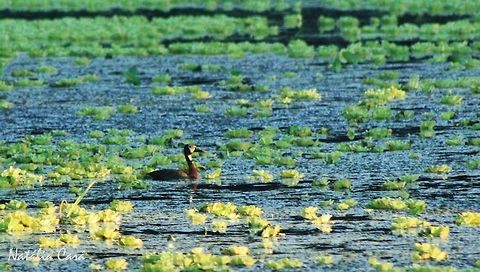 White-faced Whistling Duck (Dendrocygna viduata) Taken in March 2015, in Salima, Malawi. Known as Zipiyo, in Chichewa. Africa,Anatidae,Anseriformes,Dendrocygna,Dendrocygna viduata,Geotagged,Malawi,Summer,White-faced Whistling Duck,bird,duck