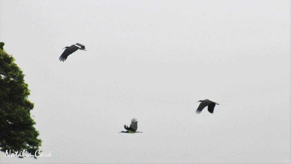 Abdim's Stork (Ciconia abdimii) Taken in February 2014, in Wedza, Zimbabwe. Known as Shuramurove, in Shona. Abdim's stork,Africa,Ciconia,Ciconia abdimii,Ciconiidae,Ciconiiformes,Geotagged,Southern Africa,Summer,Zimbabwe,bird,stork