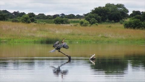 African Darter (Anhinga rufa) Taken in February 2014, in Wedza, Zimbabwe. Africa,African Darter,Anhinga,Anhinga rufa,Anhingidae,Geotagged,Southern Africa,Suliformes,Summer,Zimbabwe,bird,darter