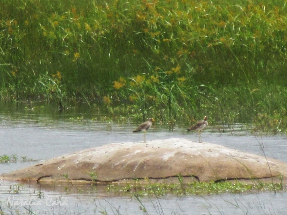 African Wattled Lapwing (Vanellus senegallus) Taken in February 2014, in Wedza, Zimbabwe. Known as Hurekure, in Shona. Africa,African wattled lapwing,Charadriidae,Charadriiformes,Geotagged,Southern Africa,Summer,Vanellus,Vanellus senegallus,Zimbabwe,bird,lapwing